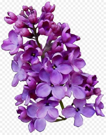 Lilac Violet растение