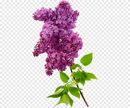 Куст сирени