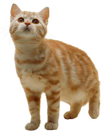 Кошка на белом фоне