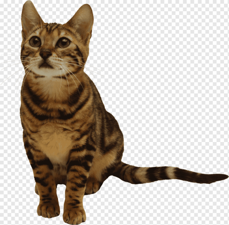 Кошка без фона