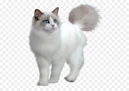 Кошка на прозрачном фоне