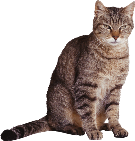 Кот на белом фоне