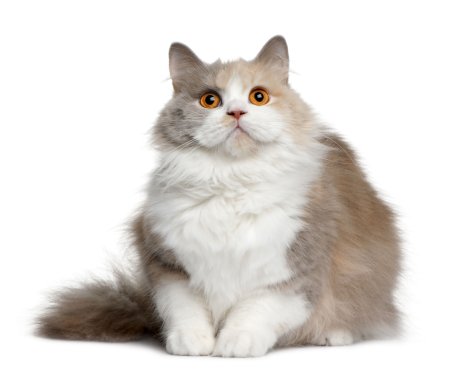 Кот на белом фоне