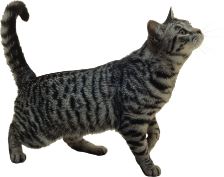 Кошка на белом фоне
