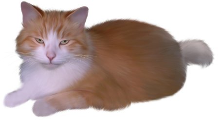 Котенок на прозрачном фоне