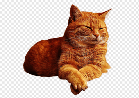 Рыжий кот на белом фоне