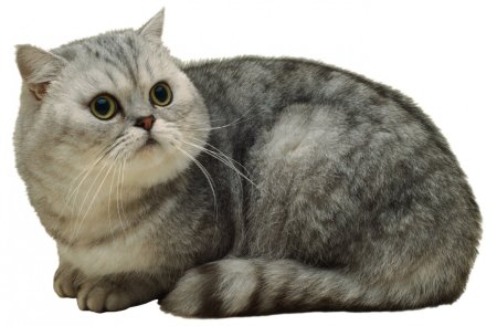 Британская короткошёрстная кошка на белом фоне