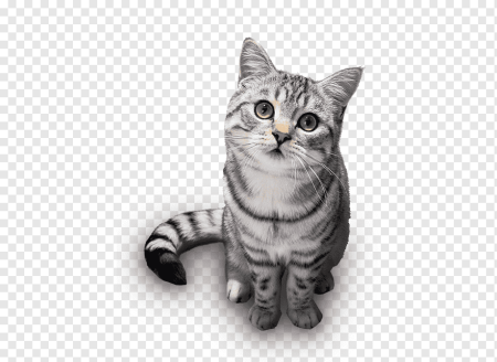 Серая кошка без фона