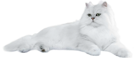 Белая кошка на белом фоне