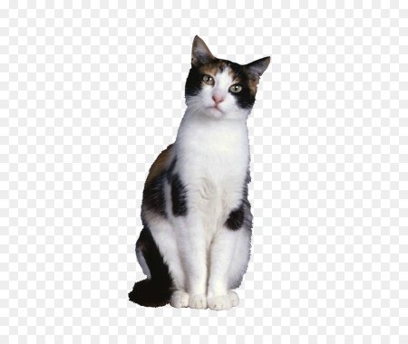 Котики без заднего фона