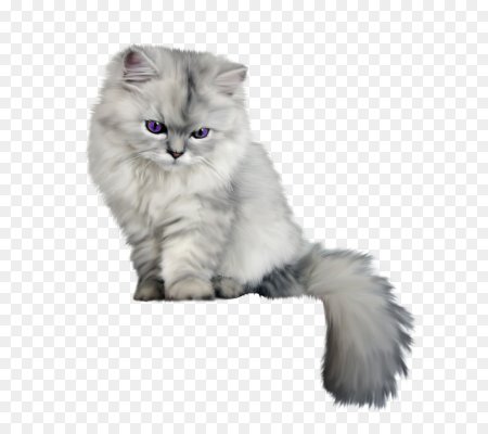 Котик на белом фоне