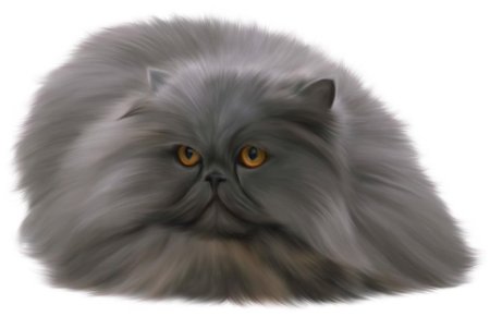 Пушистая кошка на белом фоне