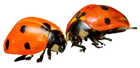 Божьи коровки