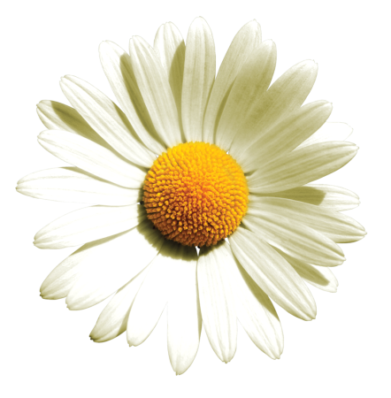 Camomile Ромашка