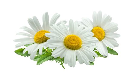 Ромашка аптечная
