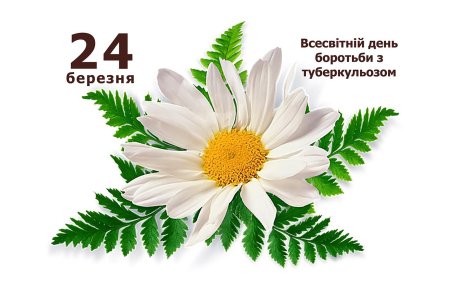 Ромашки на прозрачном фоне для фотошопа