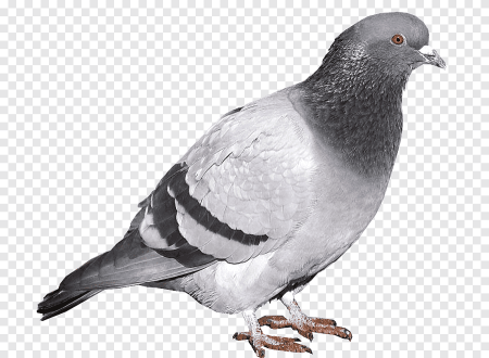 Сизый голубь на белом фоне