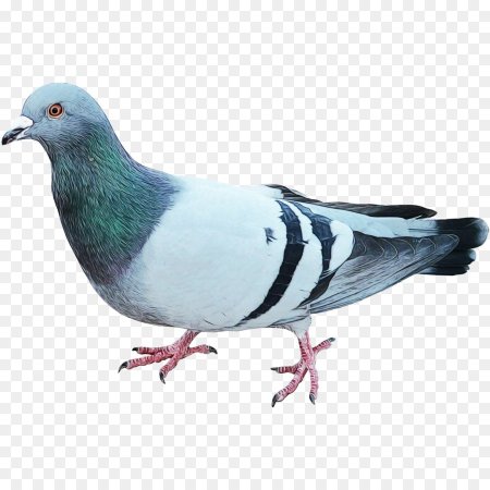 Голубь мультяшный