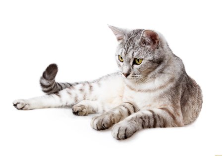 Кошка на белом фоне