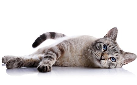 Котенок на белом фоне