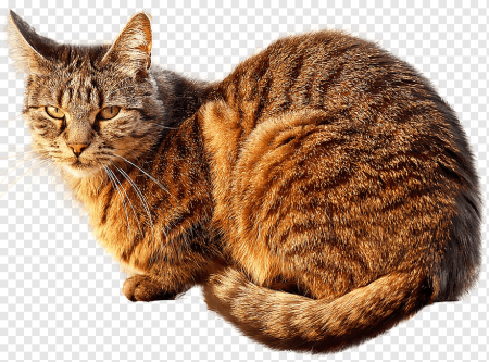 Кошка на прозрачном фоне
