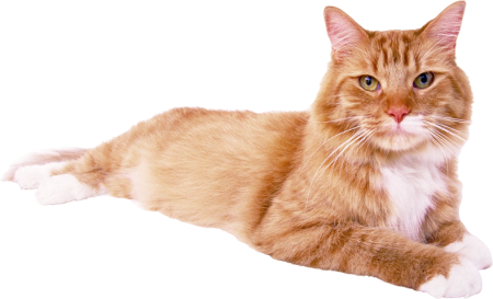 Кот без фона