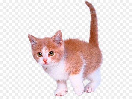 Кошка на прозрачном фоне