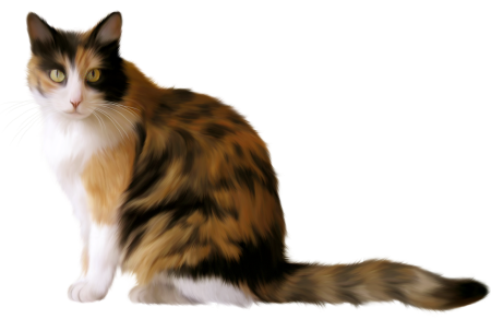 Трёхцветная кошка