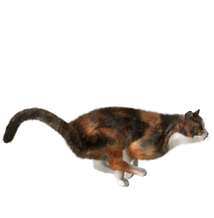 Кошка бежит