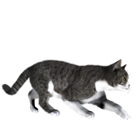 Кошка крадется