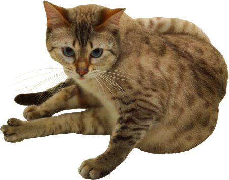 Кот PNG