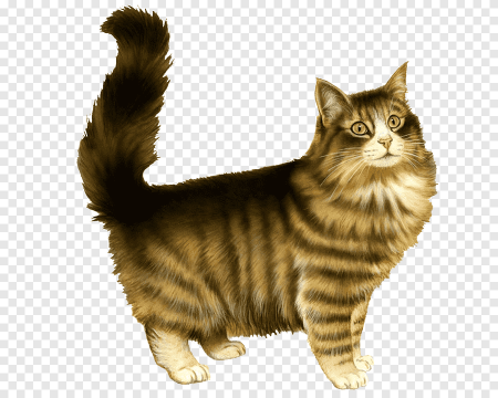 Кошка на белом фоне