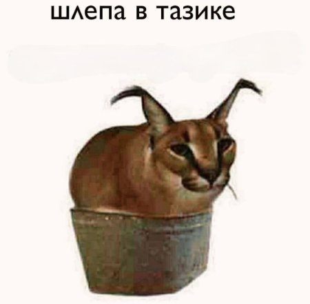 Каракал шлёпа