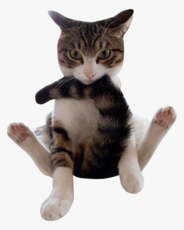 Смешные котики на белом фоне
