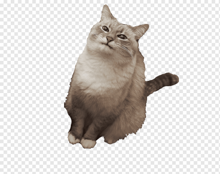 Смешной кот на прозрачном фоне