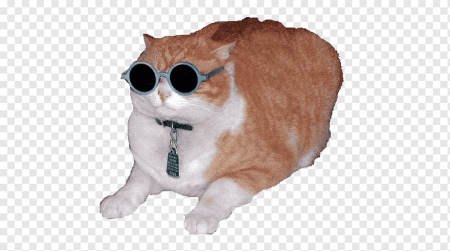 Мемы с котами на прозрачном фоне