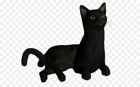 Черный котик на прозрачном фоне