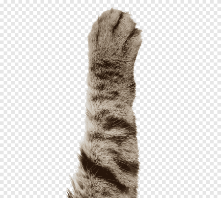 Лапа кота на белом фоне