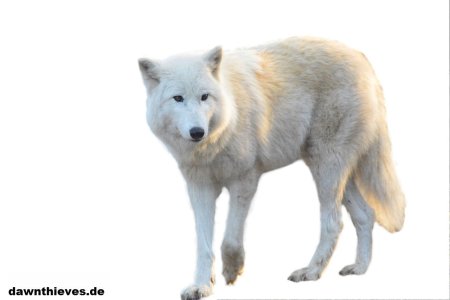 Картинки волк без фона (60 фото)