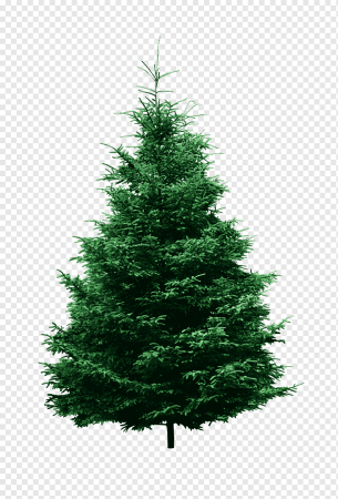 Елка Annapolis fir Tree