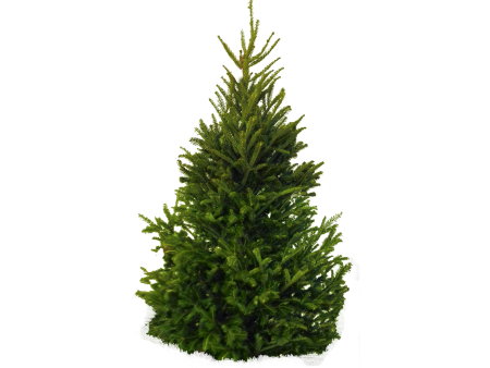 Balsam fir ёлка
