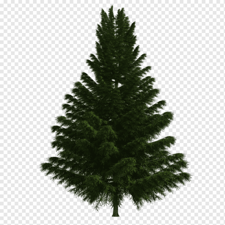 Елка Annapolis fir Tree