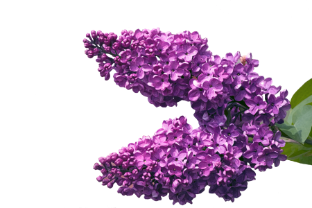 Куст сирени