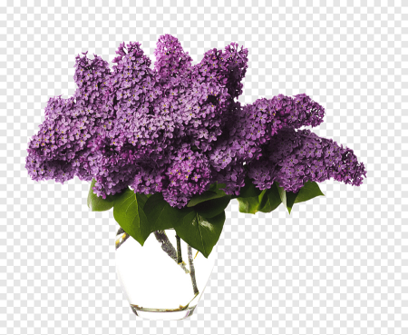 Сирень срезка