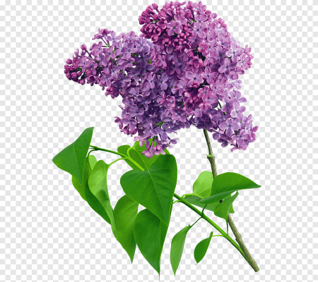 Сирень картинки