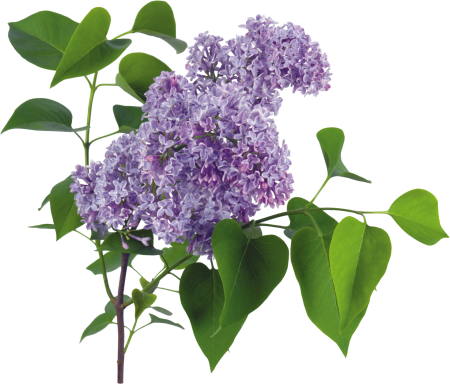 Ветка сирени с листьями