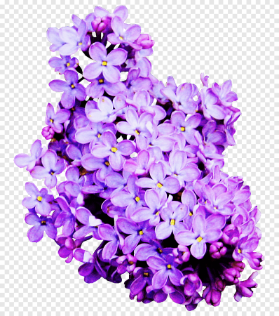 Сирень Флауэр перпл