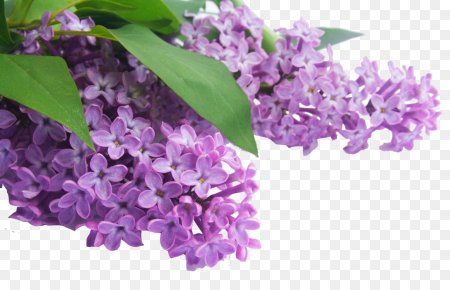 Сирень на прозрачном фоне