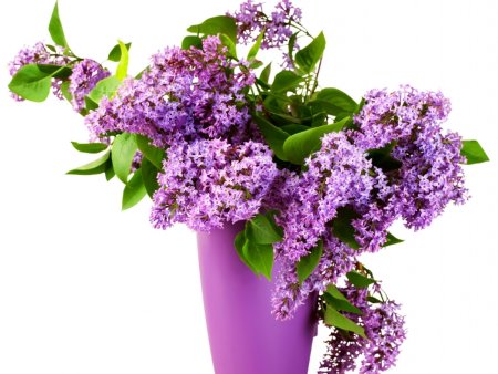 Цветы сирени на белом фоне