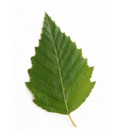 Birch Leaf